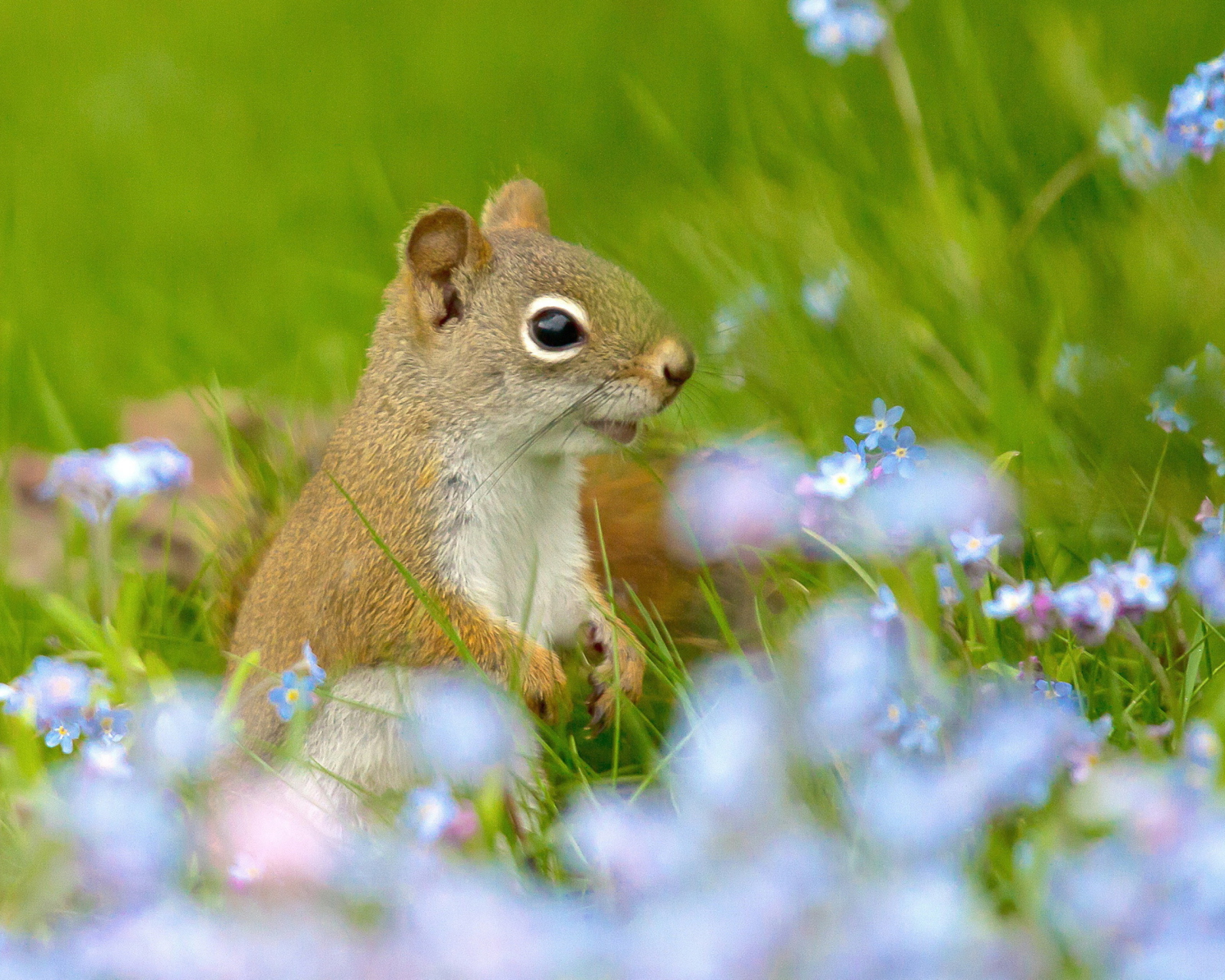Обои Funny Squirrel In Field 1600x1280