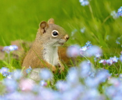 Обои Funny Squirrel In Field 176x144