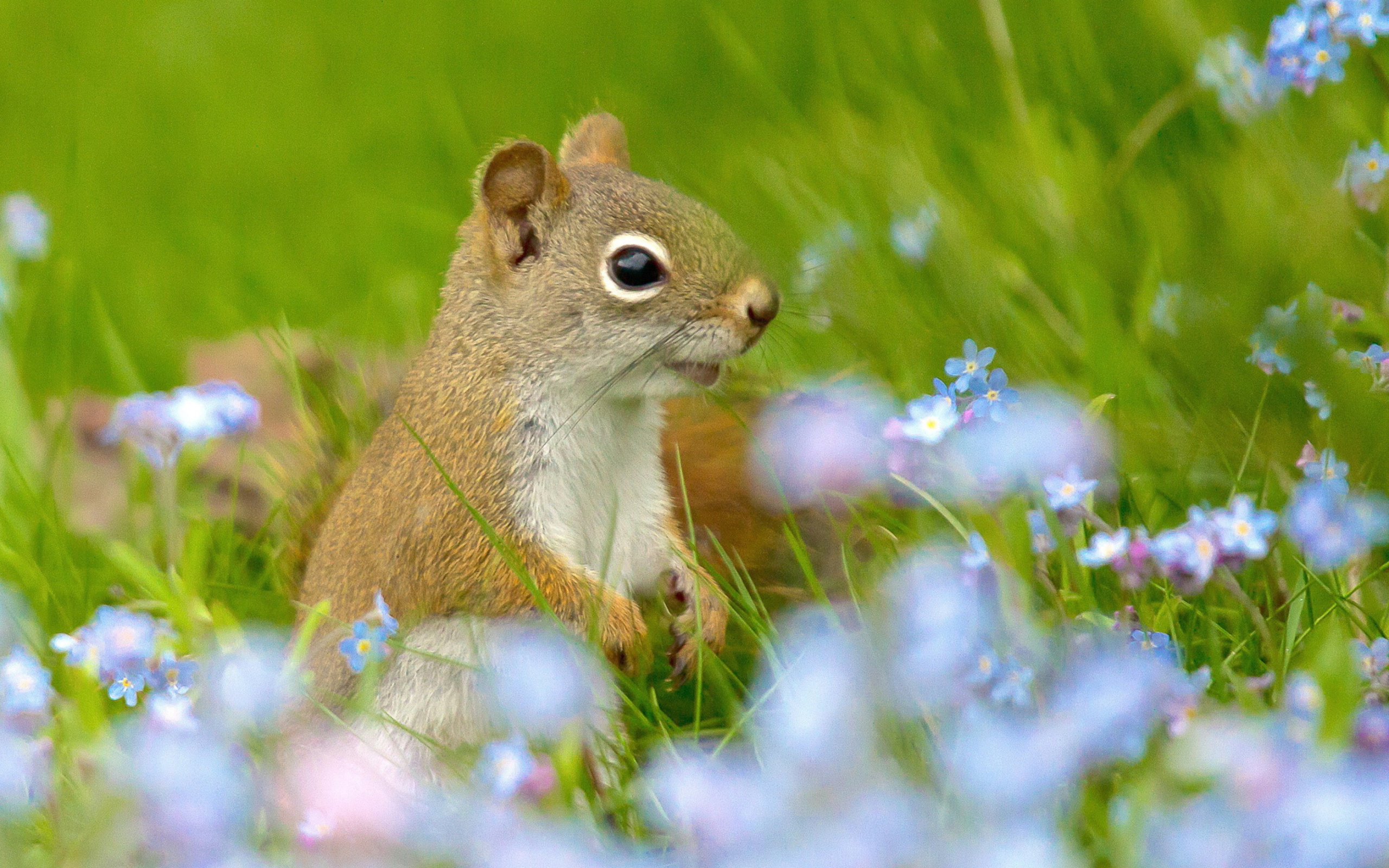 Funny Squirrel In Field screenshot #1 2560x1600