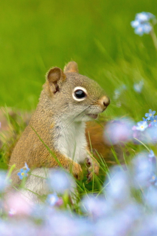 Das Funny Squirrel In Field Wallpaper 320x480