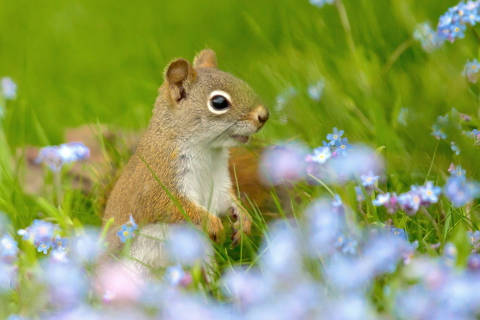 Обои Funny Squirrel In Field 480x320