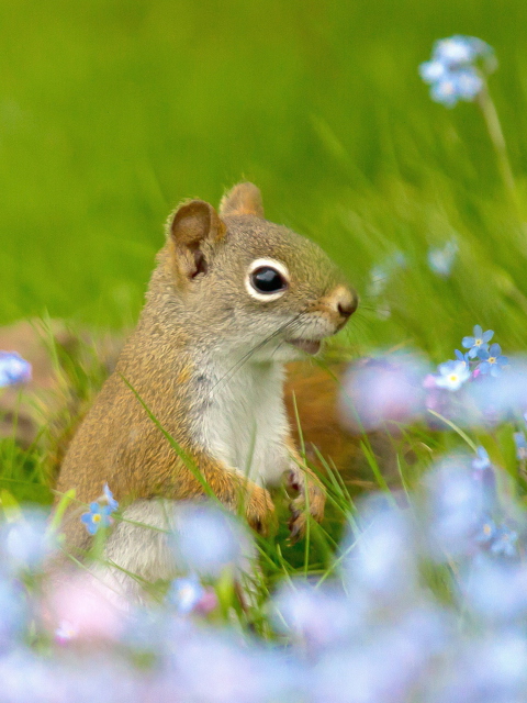Das Funny Squirrel In Field Wallpaper 480x640