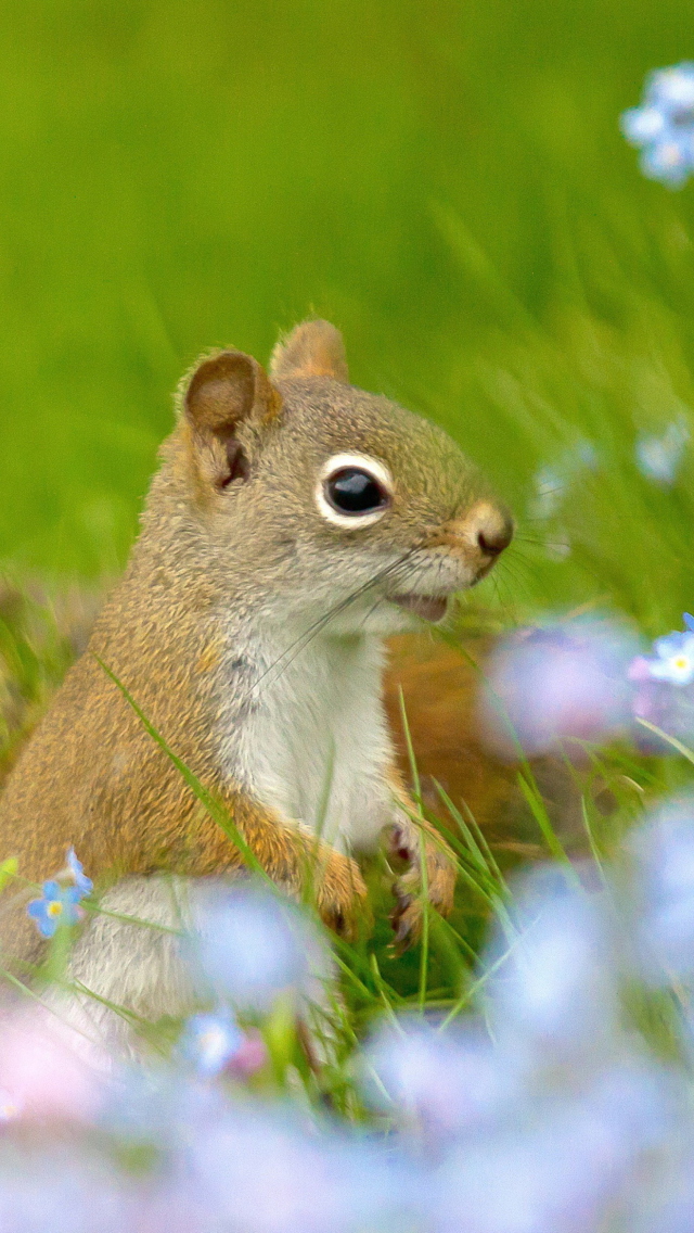 Обои Funny Squirrel In Field 640x1136
