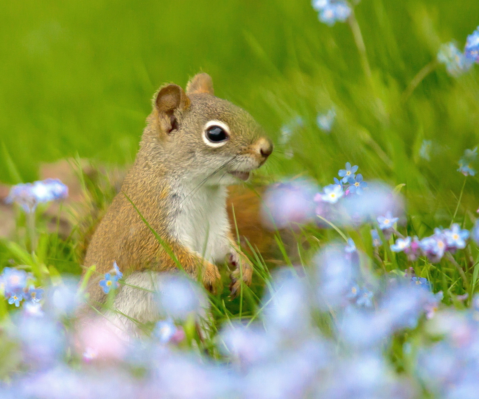 Das Funny Squirrel In Field Wallpaper 960x800