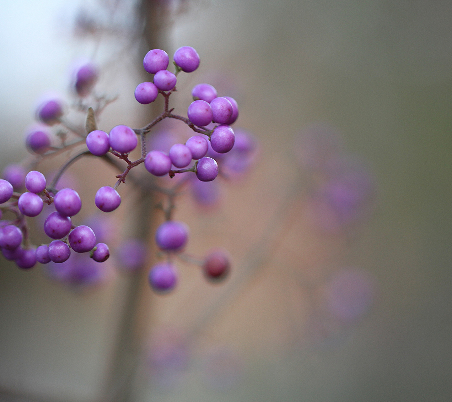 Callicarpa Beautyberry bush screenshot #1 1440x1280
