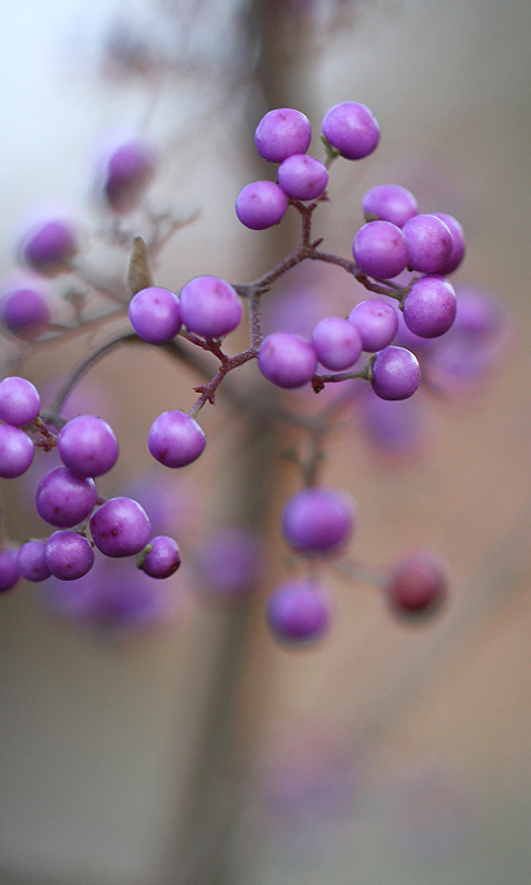 Fondo de pantalla Callicarpa Beautyberry bush 480x800