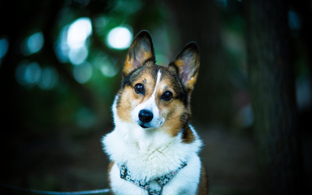 Fondo de pantalla Welsh Corgi 1280x800