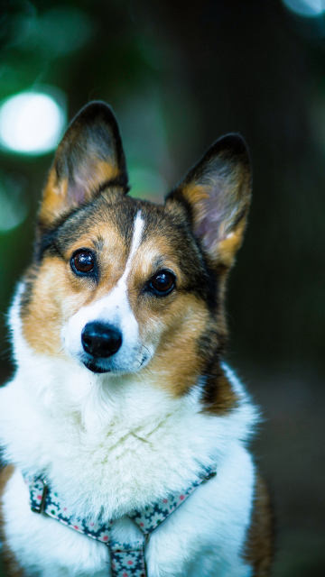 Welsh Corgi wallpaper 360x640