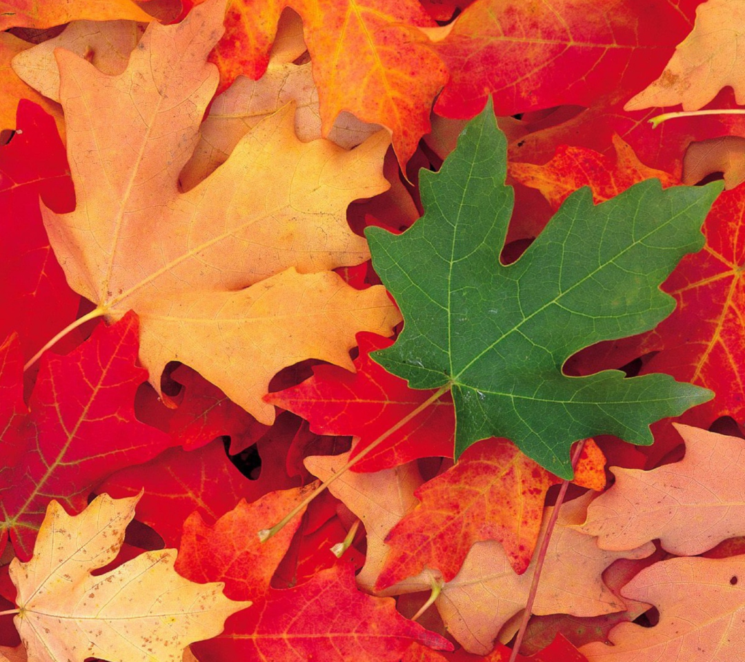 Das Autumn Leaves Wallpaper 1080x960