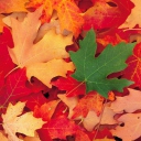 Sfondi Autumn Leaves 128x128