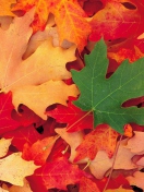 Screenshot №1 pro téma Autumn Leaves 132x176