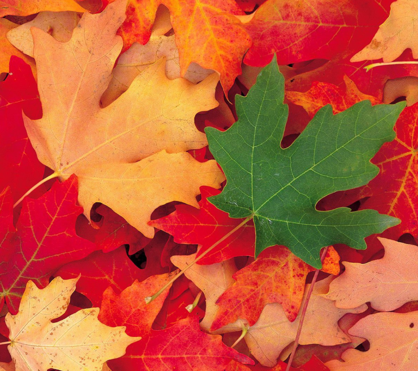 Sfondi Autumn Leaves 1440x1280