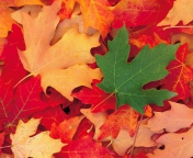 Das Autumn Leaves Wallpaper 176x144