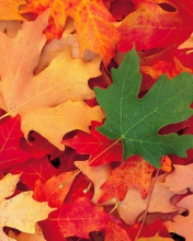 Обои Autumn Leaves 176x220