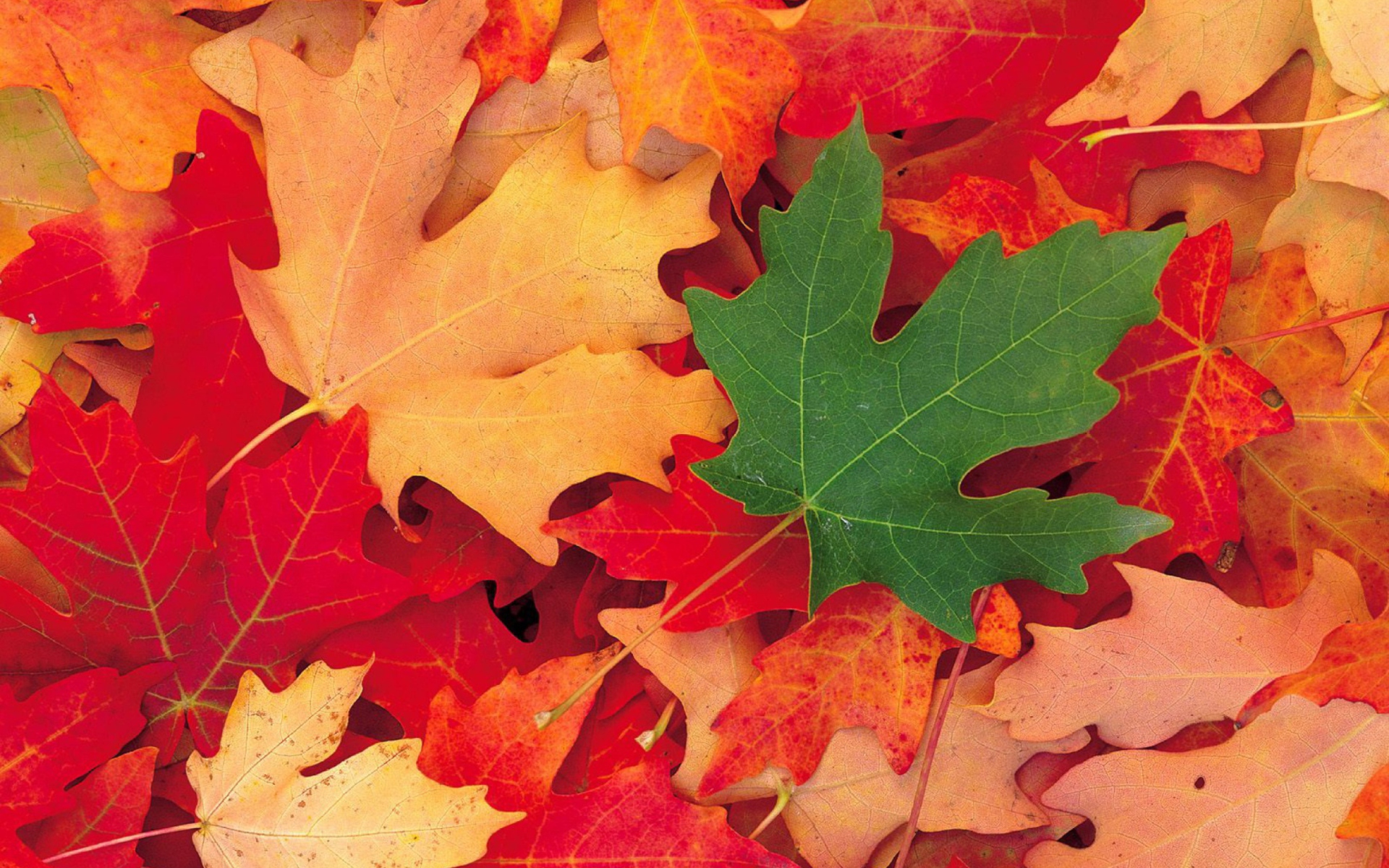 Sfondi Autumn Leaves 1920x1200