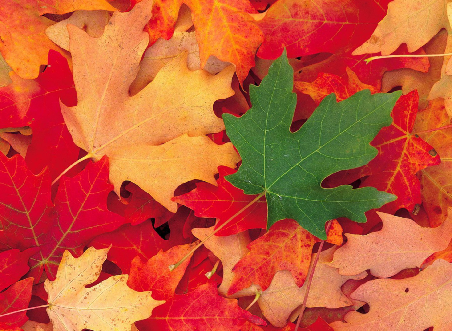 Das Autumn Leaves Wallpaper 1920x1408