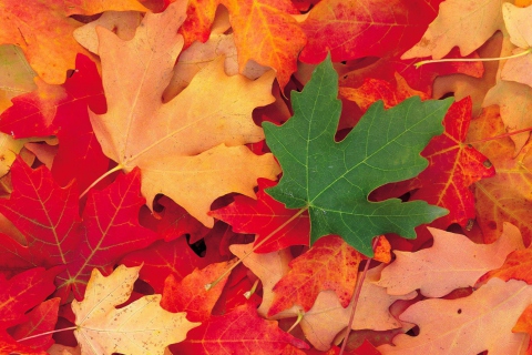 Screenshot №1 pro téma Autumn Leaves 480x320