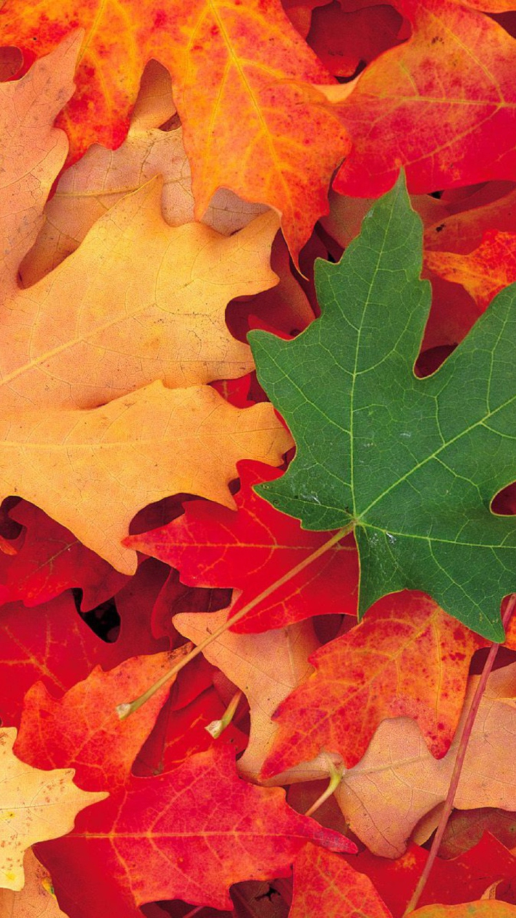 Das Autumn Leaves Wallpaper 750x1334