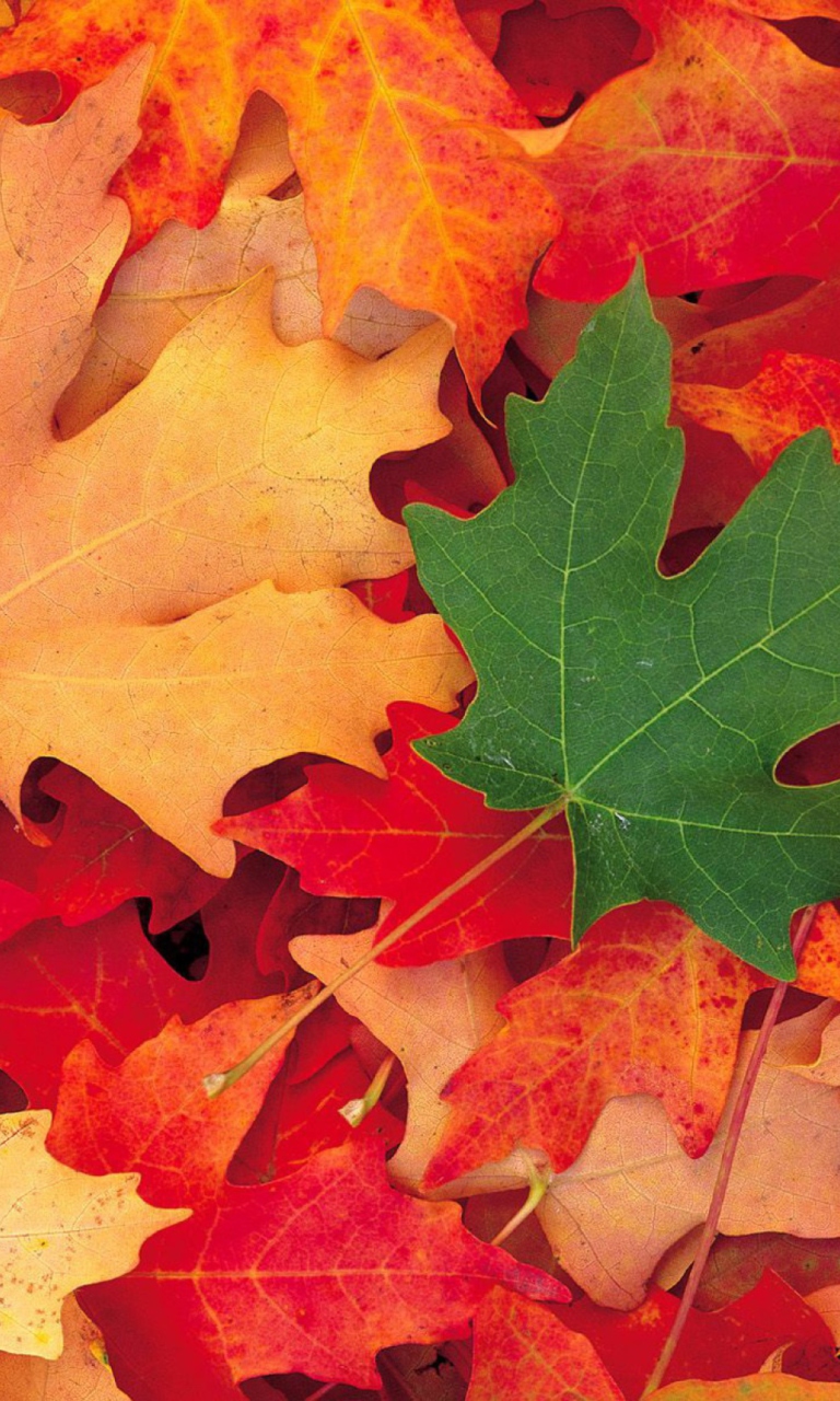 Das Autumn Leaves Wallpaper 768x1280