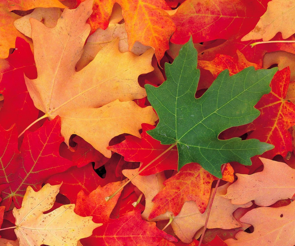 Das Autumn Leaves Wallpaper 960x800