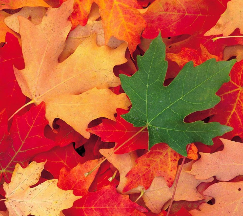 Autumn Leaves wallpaper 960x854