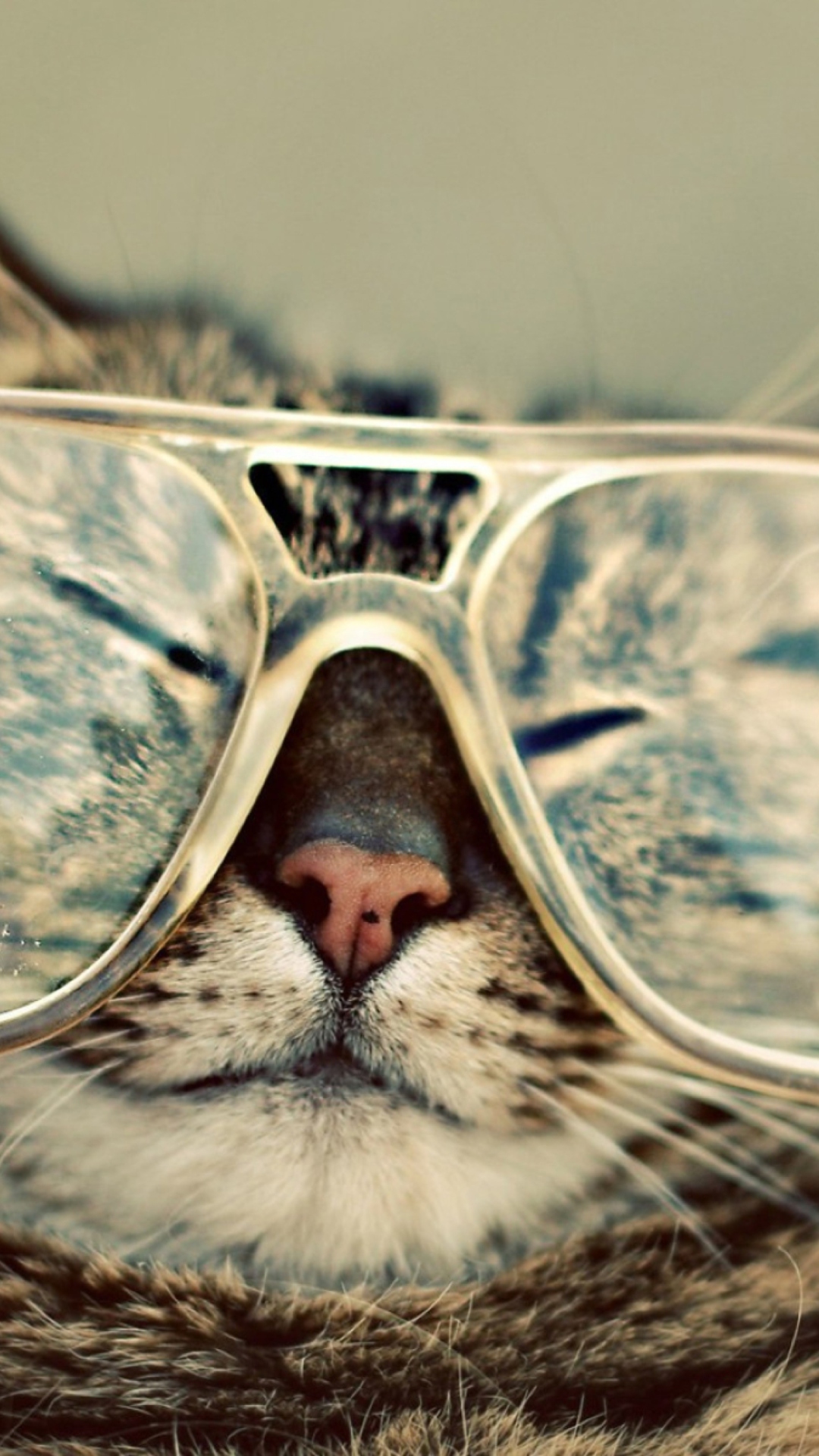 Serious Cat In Glasses wallpaper 1080x1920