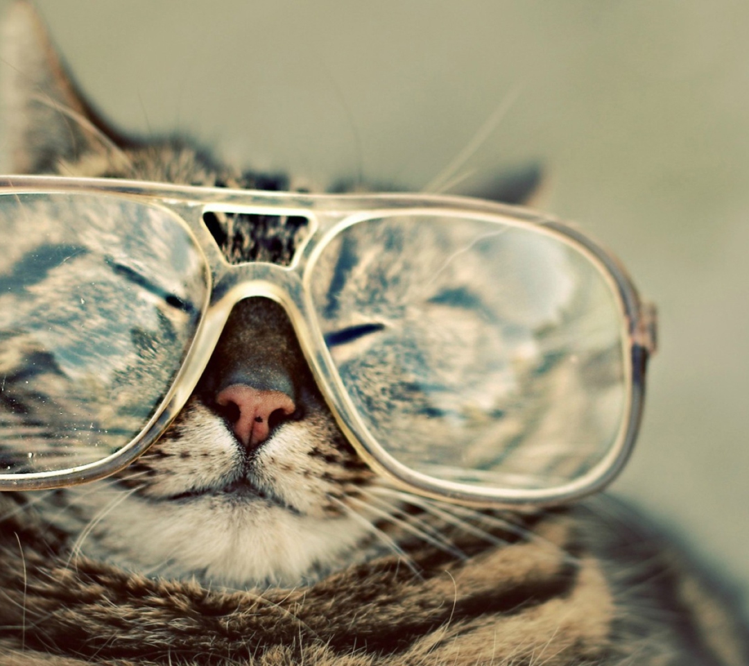 Das Serious Cat In Glasses Wallpaper 1080x960