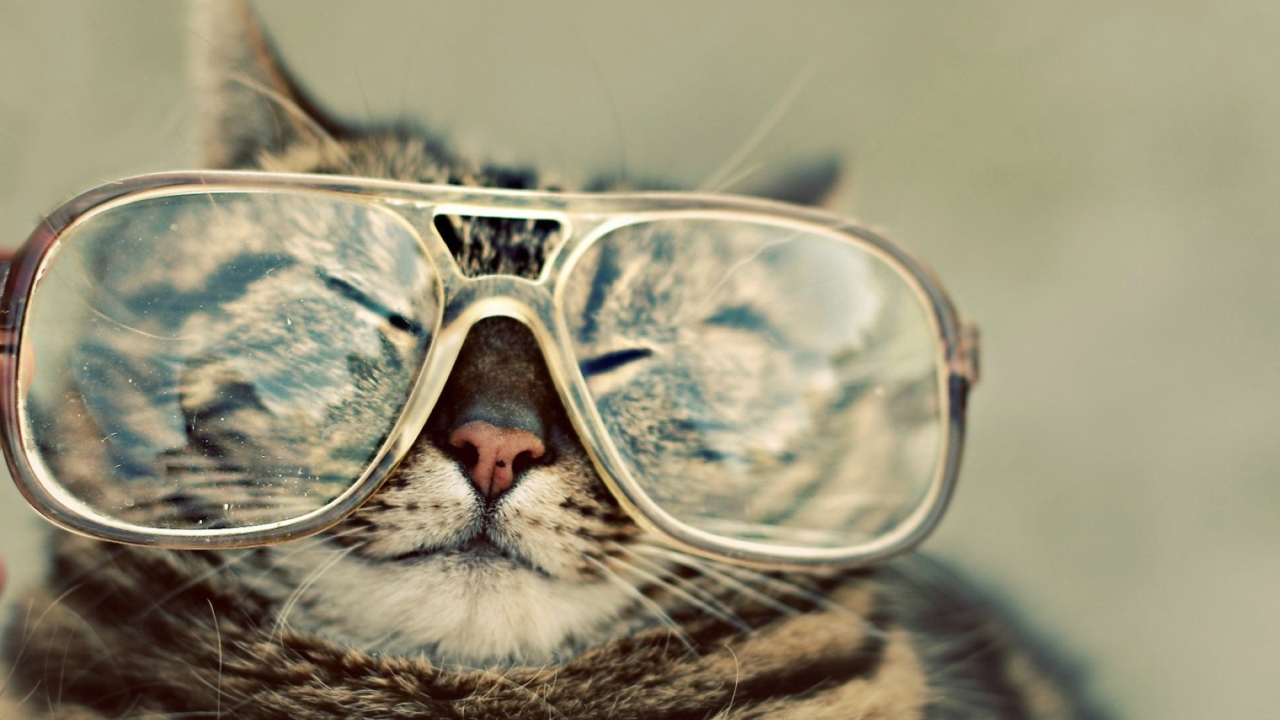 Serious Cat In Glasses wallpaper 1280x720