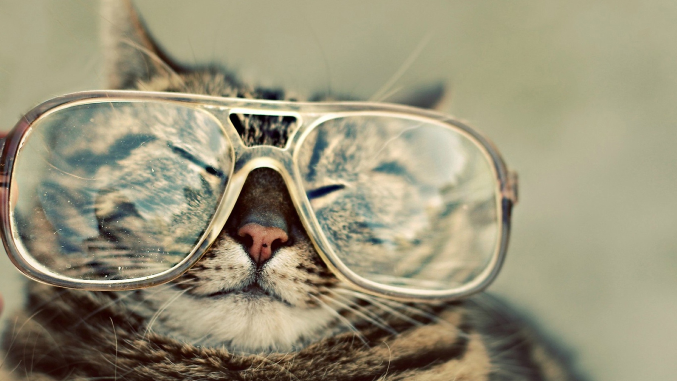 Serious Cat In Glasses screenshot #1 1366x768