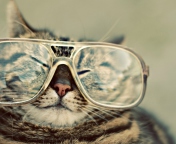 Обои Serious Cat In Glasses 176x144