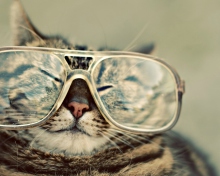 Das Serious Cat In Glasses Wallpaper 220x176
