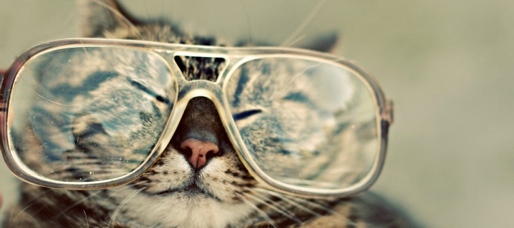 Fondo de pantalla Serious Cat In Glasses 720x320