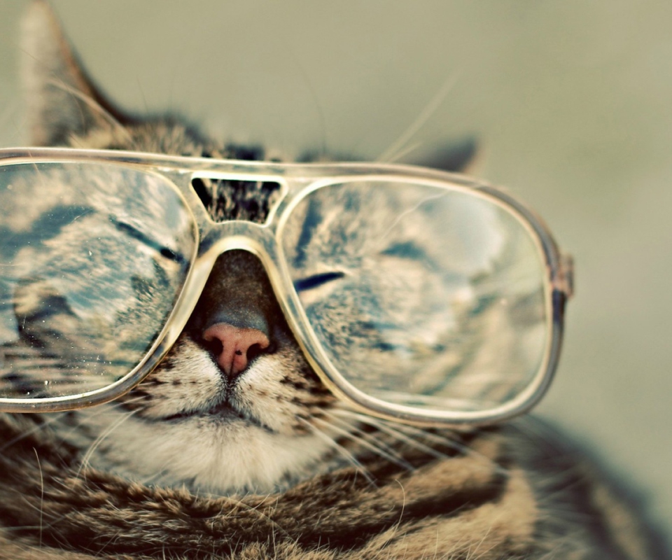 Das Serious Cat In Glasses Wallpaper 960x800