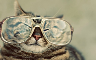 Serious Cat In Glasses Wallpaper for Android, iPhone and iPad