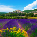 Lavender Field In Provence France wallpaper 128x128