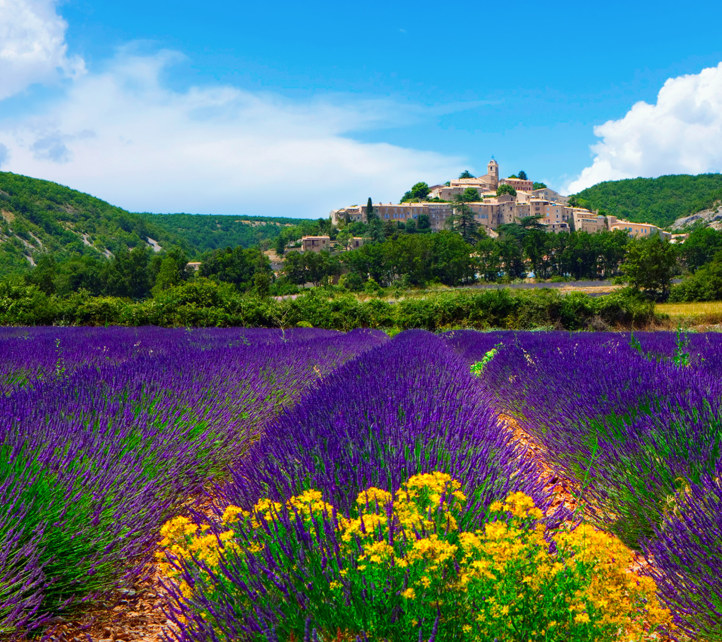 Sfondi Lavender Field In Provence France 1440x1280