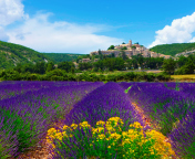 Fondo de pantalla Lavender Field In Provence France 176x144