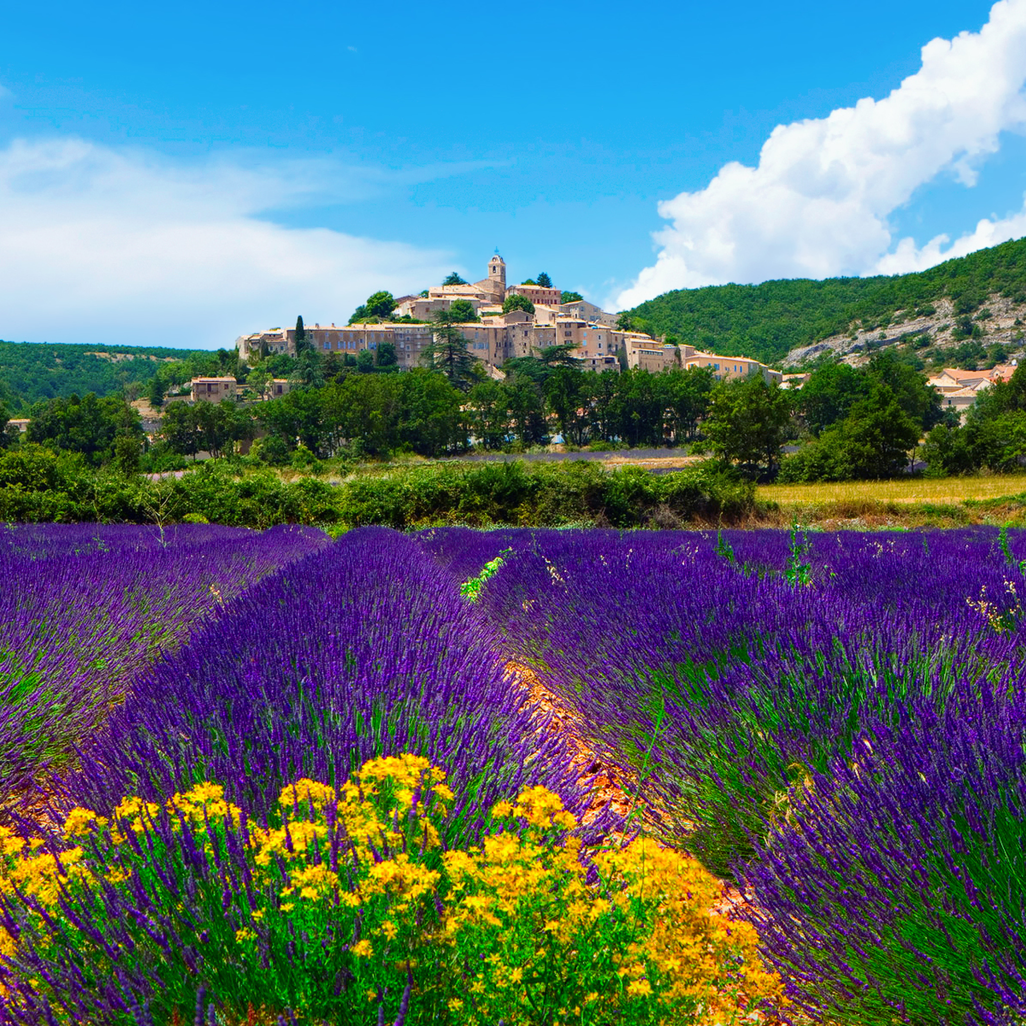 Lavender Field In Provence France wallpaper 2048x2048