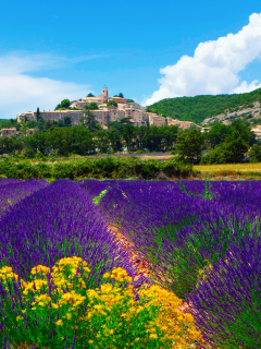 Das Lavender Field In Provence France Wallpaper 240x320