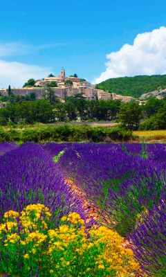 Das Lavender Field In Provence France Wallpaper 240x400
