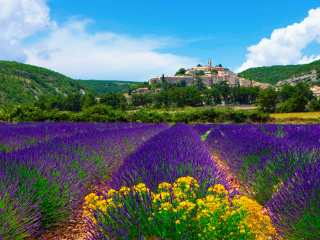 Das Lavender Field In Provence France Wallpaper 320x240