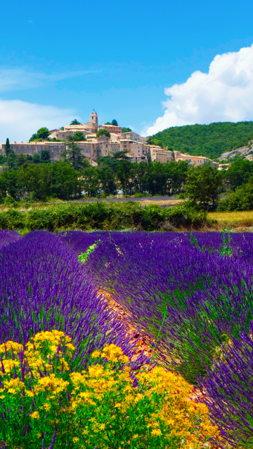 Lavender Field In Provence France wallpaper 360x640