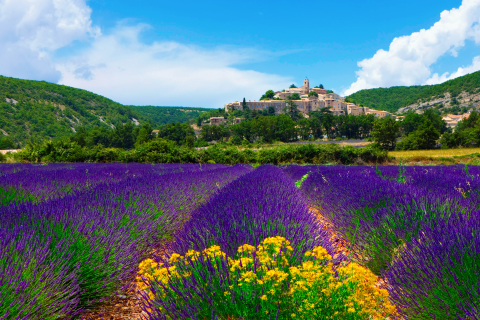Das Lavender Field In Provence France Wallpaper 480x320