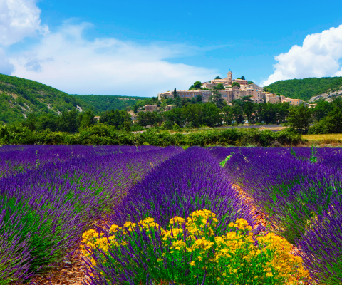 Sfondi Lavender Field In Provence France 480x400