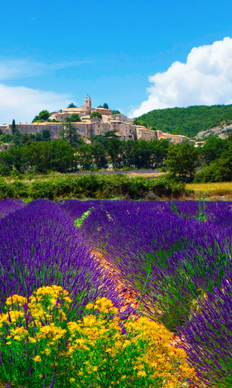 Das Lavender Field In Provence France Wallpaper 480x800