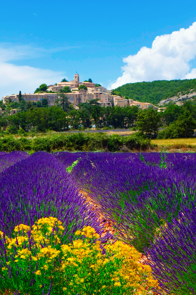 Das Lavender Field In Provence France Wallpaper 640x960