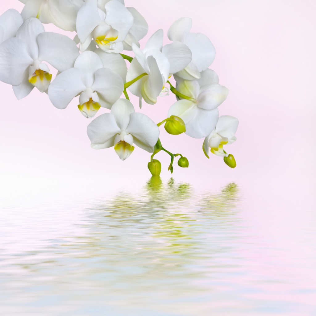 Das White Orchids Wallpaper 1024x1024