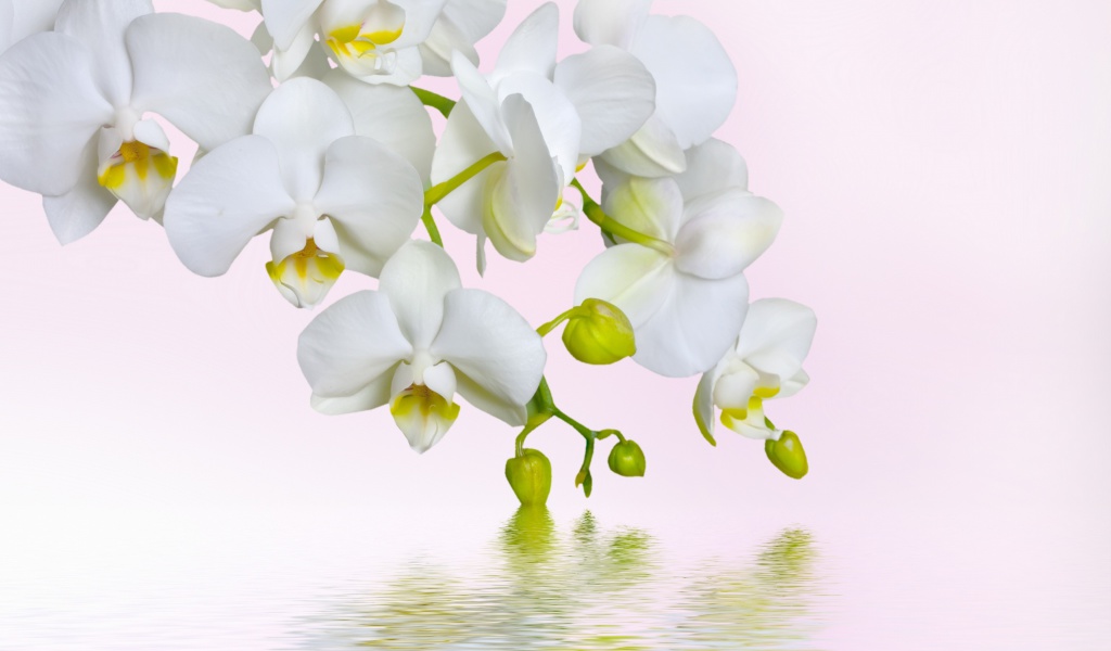 White Orchids wallpaper 1024x600
