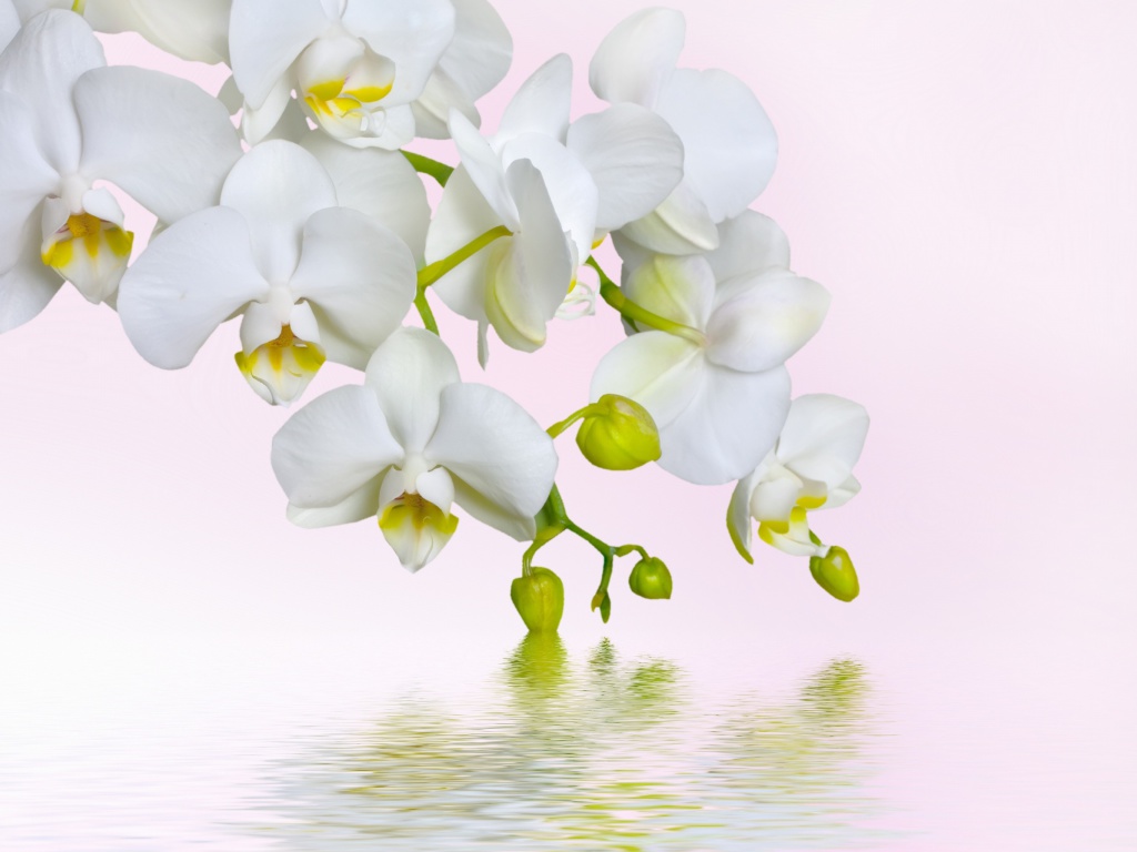 White Orchids wallpaper 1024x768