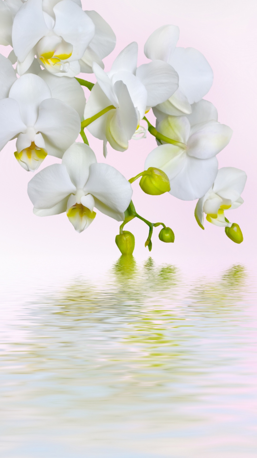 Обои White Orchids 1080x1920